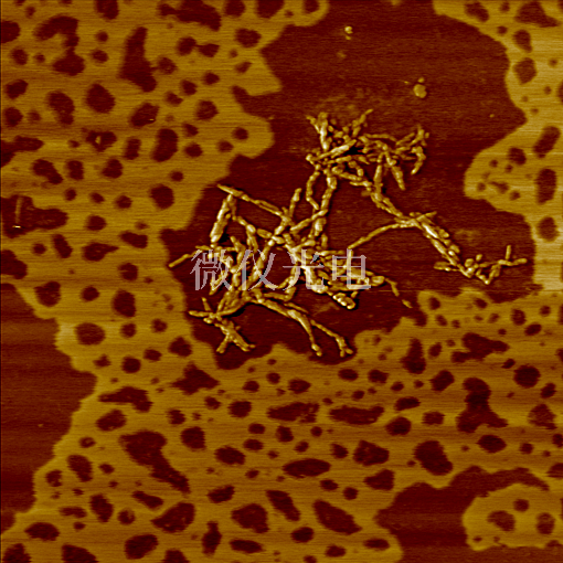 AFM原子力顯微鏡適合觀察固態樣品嗎？